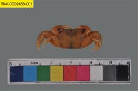 藏品(褶痕擬相手蟹)的圖片